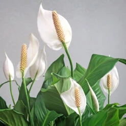 Peace Lily Plant 12 Peace Lily Plant -Plant Sales Store Peace Lily 6
