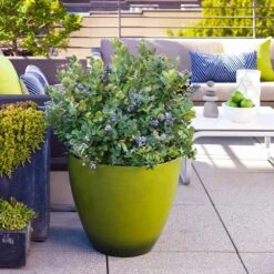 Bushel And Berry® Peach Sorbet™ Blueberry Bush -Plant Sales Store Peach Sorbet BLueberry 2 FGT