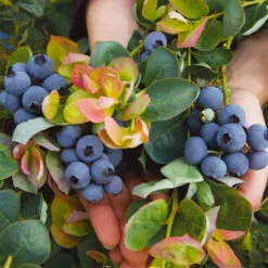 Bushel And Berry® Peach Sorbet™ Blueberry Bush -Plant Sales Store Peach Sorbet BLueberry 7