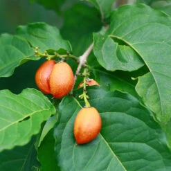 Peanut Butter Fruit Tree 7 Peanut Butter Fruit Tree -Plant Sales Store Peanut Butter Tree 1 FGT