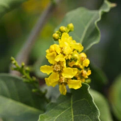 Peanut Butter Fruit Tree 9 Peanut Butter Fruit Tree -Plant Sales Store Peanut Butter Tree 7