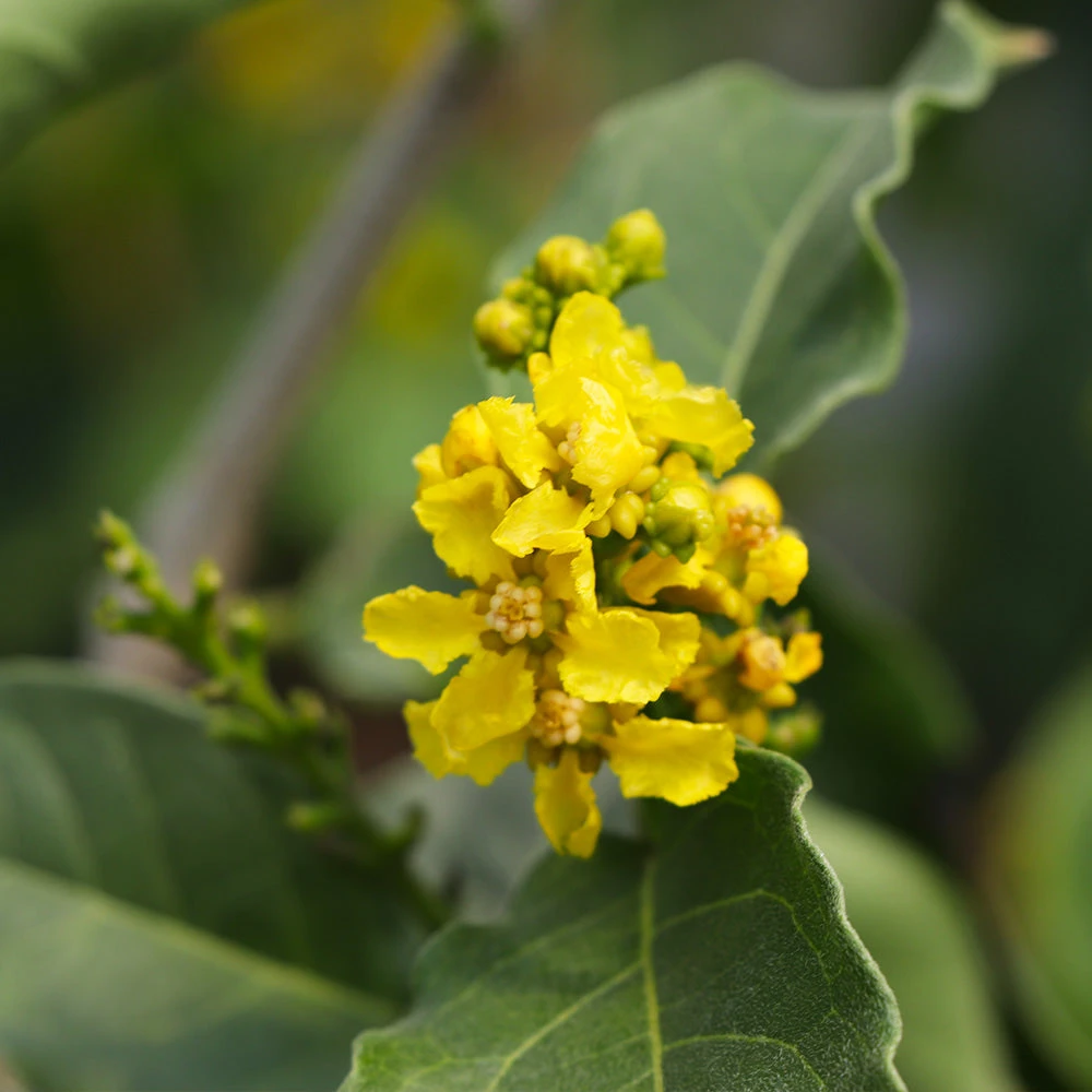 Peanut Butter Fruit Tree 5 Peanut Butter Fruit Tree - Image 5