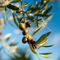 Pendolino Olive Tree -Plant Sales Store Pendolino Olive