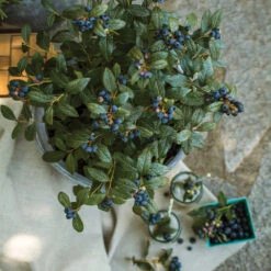 Bushel And Berry® Perpetua Blueberry -Plant Sales Store Perpetua Blueberry 1 FGT