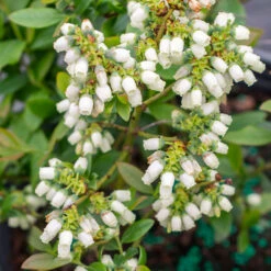 Bushel And Berry® Perpetua Blueberry -Plant Sales Store Perpetua Blueberry 3
