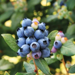 Bushel And Berry® Perpetua Blueberry -Plant Sales Store Perpetua Blueberry 6 FGT
