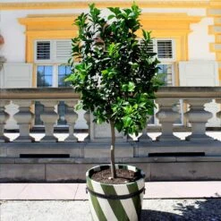 Plant Sales Store -Plant Sales Store Persian Lime Tree 1 FGT