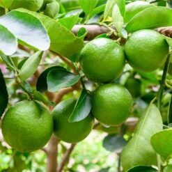 Persian 'Bearss' Lime Tree - USDA Organic -Plant Sales Store Persian Lime Tree 5 FGT 41a57d08 50dd 41a5 856b af8657a65429