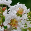 Petite Snow™ Crape Myrtle Tree