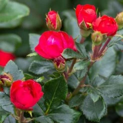 Petite Knock Out® Rose 8 Petite Knock Out® Rose -Plant Sales Store Petite Red Knockout Rose3