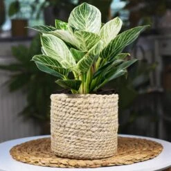 Rare House Plant Kit 10 Rare House Plant Kit -Plant Sales Store Philodendron Birkin 1 2d3789b2 defd 41b8 b089 45b1edca4363