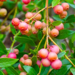 Pink Lemonade Blueberry Bush 6 Pink Lemonade Blueberry Bush -Plant Sales Store Pin Lemonade Blueberry 1 26802e0d 4603 49c8 8784 fb7544bea792