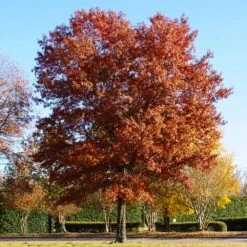 Pin Oak Tree 10 Pin Oak Tree -Plant Sales Store Pin Oak 5 FGT