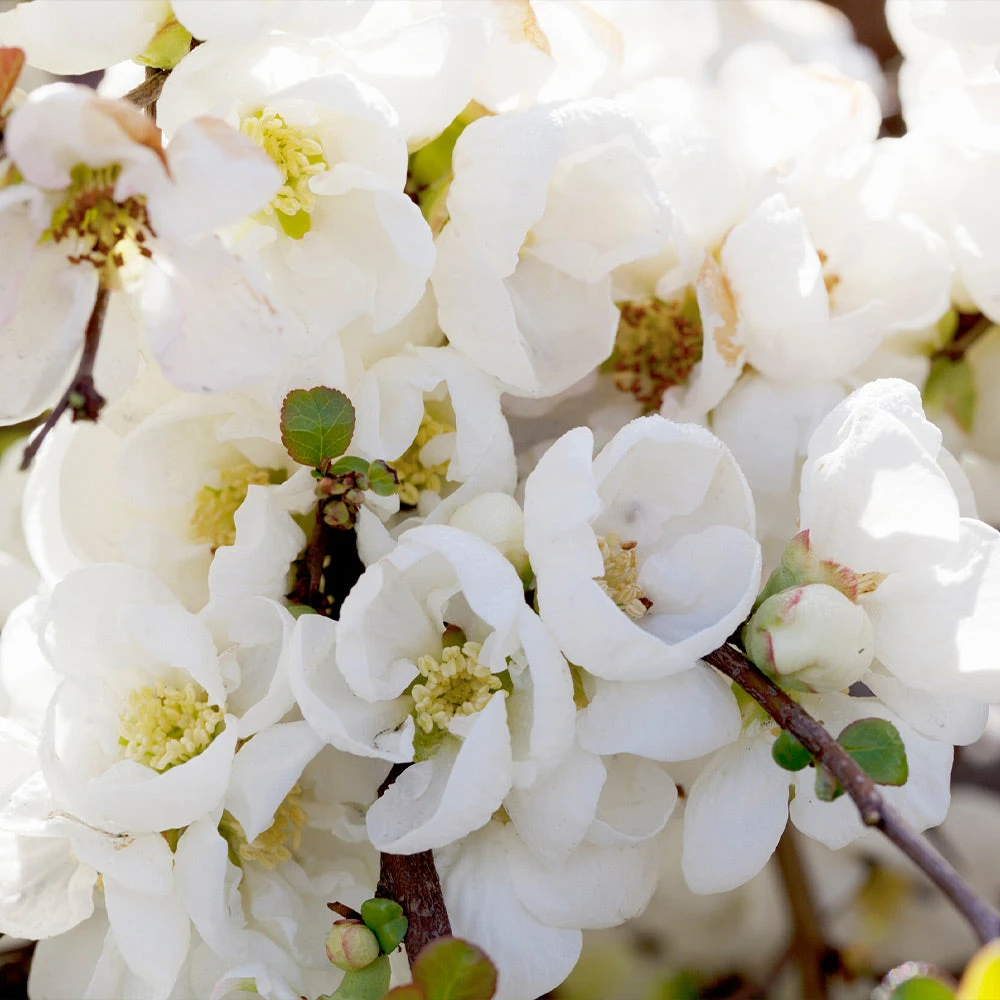 Pineapple Quince Tree 3 Pineapple Quince Tree - Image 3