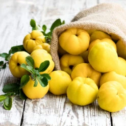 Pineapple Quince Tree 9 Pineapple Quince Tree -Plant Sales Store Pineapple Quince 4 FGT