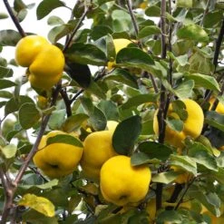 Pineapple Quince Tree 10 Pineapple Quince Tree -Plant Sales Store Pineapple Quince 7