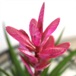 5-Inch Bromeliad In Decorative Pot -Plant Sales Store Pink Bromiliad 2 e1dd7faf b9f8 429e 84d5 7ce3076db5e3