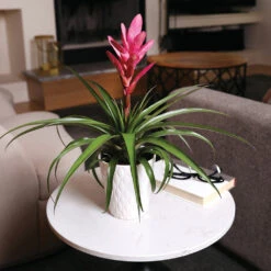 5-Inch Bromeliad In Decorative Pot -Plant Sales Store Pink Bromiliad 4