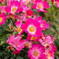 Pink Drift® Rose -Plant Sales Store Pink Drift Rose 1 FGT