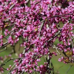 Pink Heartbreaker Redbud Tree -Plant Sales Store Pink Heartbreaker Redbud 1