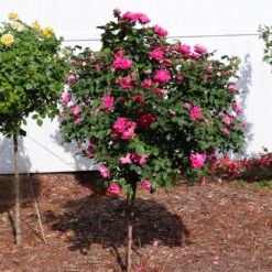 Pink Knock Out® Rose Tree -Plant Sales Store Pink Knockout Rose Tree 2