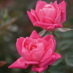 Double Pink Knock Out® Rose -Plant Sales Store Pink Knockout Shrub 4 FGT