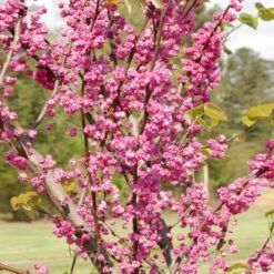 'Pink Pom Poms' Redbud Tree -Plant Sales Store Pink Pom Pom Redbud 2