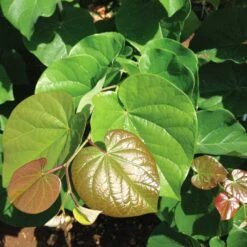 'Pink Pom Poms' Redbud Tree -Plant Sales Store Pink Pom Pom Redbud 4