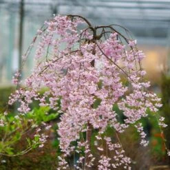 Pink Snow Showers™ Weeping Cherry Tree -Plant Sales Store Pink Snow Showers Flowering Chery 2