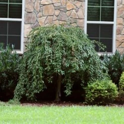 Pink Snow Showers™ Weeping Cherry Tree -Plant Sales Store Pink Snow Showers Flowering Chery 4