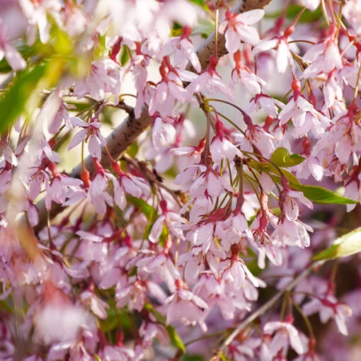 Pink Snow Showers™ Weeping Cherry Tree -Plant Sales Store Pink Snow Showers Flowering Chery 600x600 45472791 766f 4e6f 88c6 4e5396c43109