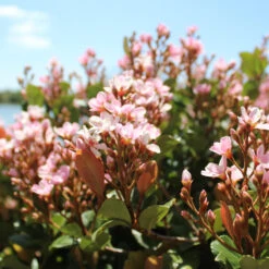 Pinkie Indian Hawthorn Shrub -Plant Sales Store Pink indian Hawthorn 2