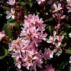 Pinkie Indian Hawthorn Shrub -Plant Sales Store Pink indian Hawthorn 3 FGT