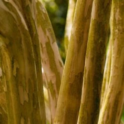 Pink Velour Crape Myrtle -Plant Sales Store Pnk Velour Crape Myrtle