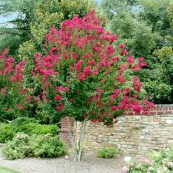 Pink Velour Crape Myrtle -Plant Sales Store Pnk Velour Crape Myrtle 4 FGT