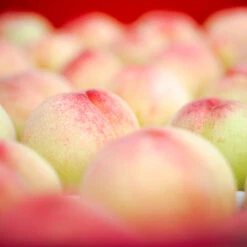 Polly Peach Tree 5 Polly Peach Tree -Plant Sales Store Polly Peach 2