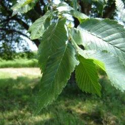 Prairie Expedition® Elm Tree -Plant Sales Store Prairie Expedition Elm 2
