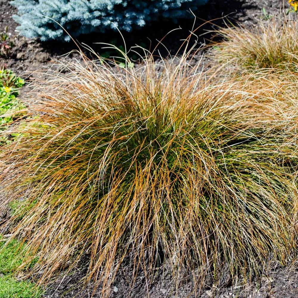 Prairie Fire Sedge 3 Prairie Fire Sedge - Image 3