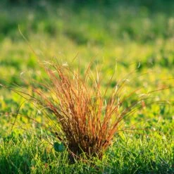 Prairie Fire Sedge 7 Prairie Fire Sedge -Plant Sales Store Prarie Fire Sedge 5 FGT