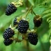 Prime Ark Freedom Blackberry - USDA Organic