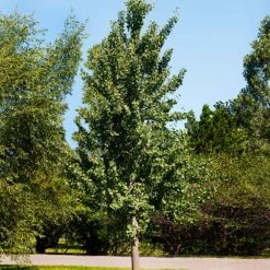 Princeton Sentry™ Columnar Ginkgo Tree -Plant Sales Store Princeton Sentry Ginkgo Tree 1