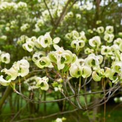Mexican Flowering Dogwood Tree 6 Mexican Flowering Dogwood Tree -Plant Sales Store Pringle Mexican Dogwood 1