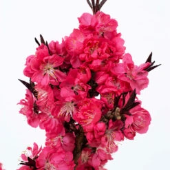 Ruby Ruffle™ Patio Peach Tree -Plant Sales Store Prunus RubyRuffles 2