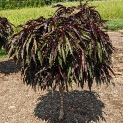 Ruby Ruffle™ Patio Peach Tree -Plant Sales Store Prunus RubyRuffles 3