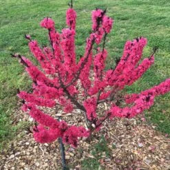 Ruby Ruffle™ Patio Peach Tree -Plant Sales Store Prunus RubyRuffles 7