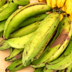 Puerto Rican Plantain Banana Tree -Plant Sales Store Puerto Rican Plantain Banana Tree 7