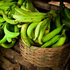 Puerto Rican Plantain Banana Tree -Plant Sales Store Puerto Rican Plantain Banana Tree 9
