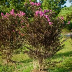 Black Diamond® Crape Myrtle - Purely Purple™ -Plant Sales Store Purely Purple 3