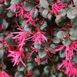 Purple Daydream® Dwarf Loropetalum -Plant Sales Store Purple Daydream Loropetalum 1