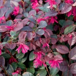 Purple Diamond® Semi-Dwarf Loropetalum -Plant Sales Store Purple Diamond loropetalum 1